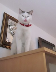 Arhiva foto