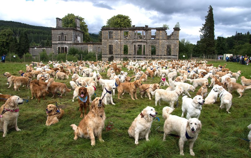 488 de câini Golden Retriever s-au întâlnit în Scoția. Au fost aduși din 12 țări pentru un eveniment special