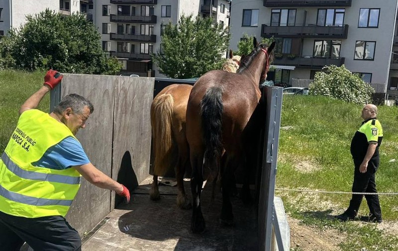 Doi cai din Cluj au fost ridicați ca mașinile de Poliția Locală Florești