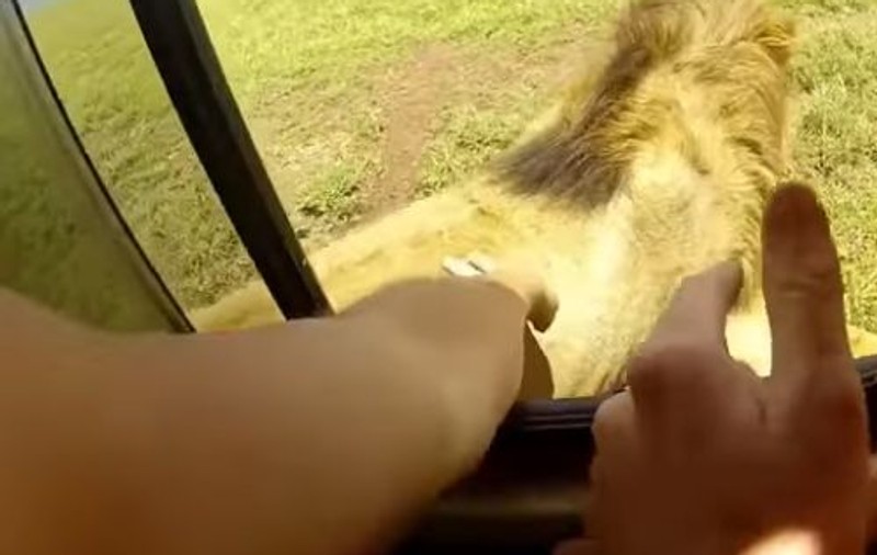 VIDEO | Ce a pățit un turist care a scos mâna pe geamul mașinii pentru a mângâia un leu