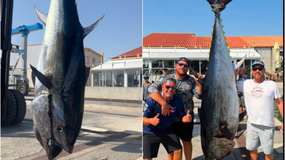 Imaginea surprinde un ton uriaș suspendat cu ajutorul unei macarale într-un port, în timp ce trei pescari pozează zâmbind lângă captura impresionantă. Dimensiunile excepționale ale peștelui sunt evidențiate de comparația cu oamenii din imagine, sugerând că este una dintre cele mai mari capturi realizate de aceștia.