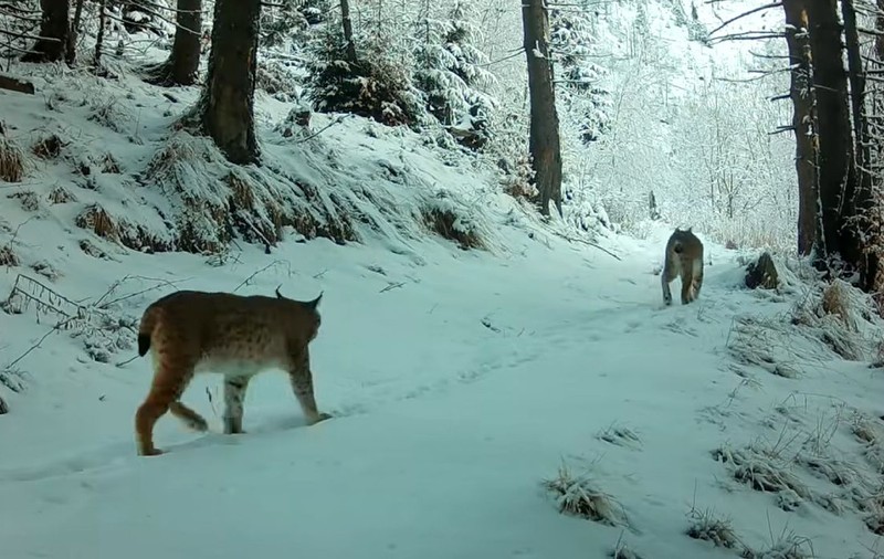 Doi râși, filmați într-un moment unic în Munții Făgăraș| VIDEO