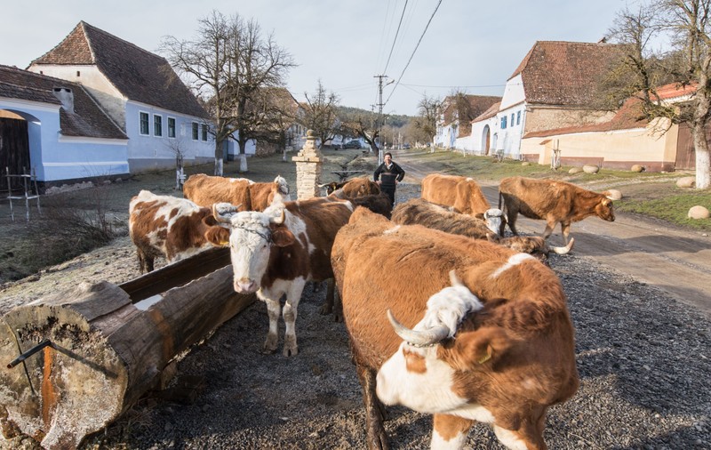 O femeie de 91 de ani a murit după ce a fost împunsă de o vacă pe stradă