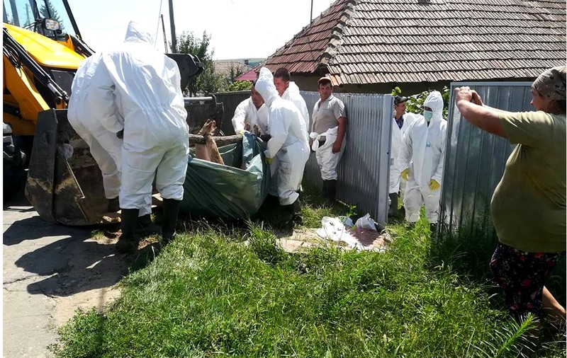 Pesta porcină a lăsat o comună din județul Galați fără niciun porc. Animalele au fost ucise preventiv