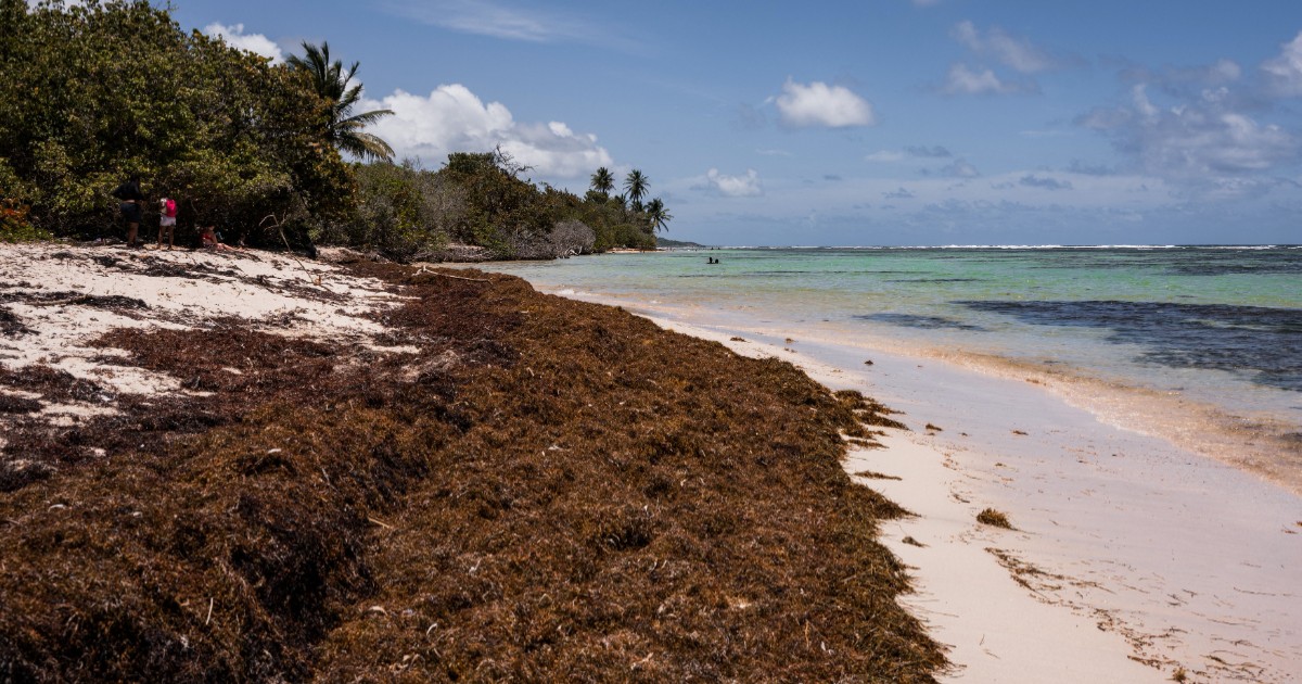 Alge sargase pe insula franceză Guadelupa din Caraibe.