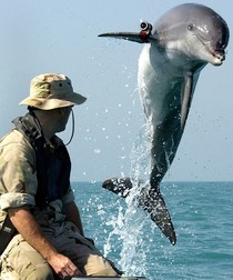 Soldat american și un delfin (Tursiops truncatus) antrenat pentru luptă, la Navy Marine Mammal Program (NMMP), din San Diego, (Tursiops truncatus). Foto: Profmedia.