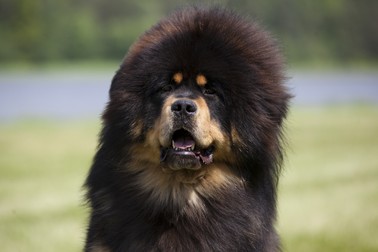 Cum arată un câine de rasă Mastiff Tibetan
