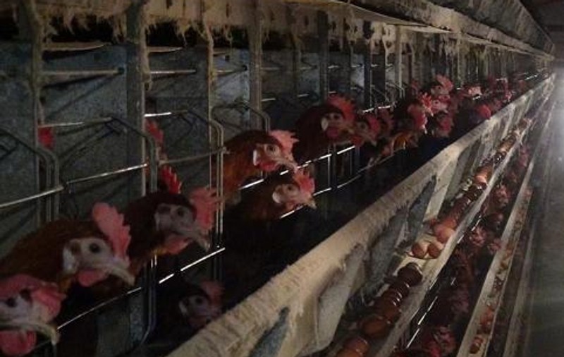 Atenţie ce dulciuri mâncaţi! Cele mai multe conţin ouă care provin de la găini ”chinuite”