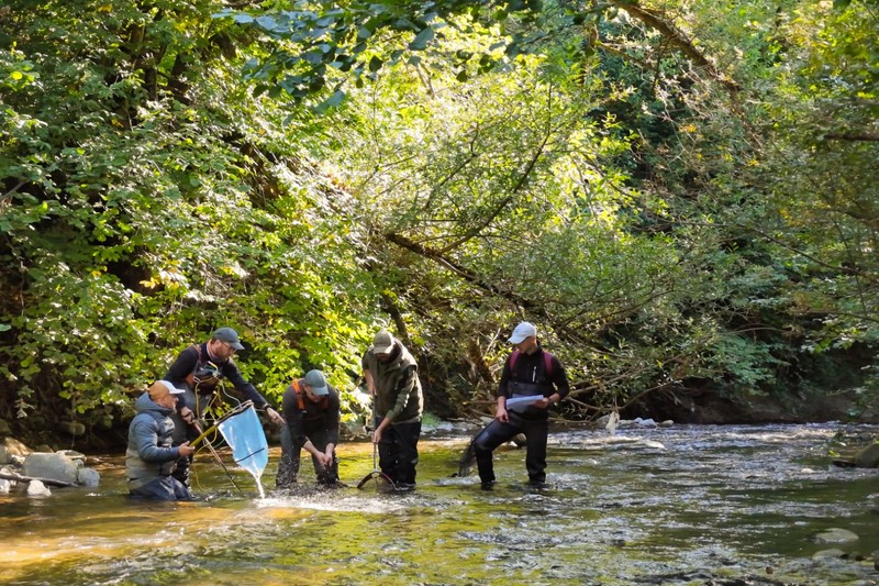 Pescuit științific pentru asprete, râul Vâlsan. Sursă foto: Alex Găvan /Fundația Centura Verde.