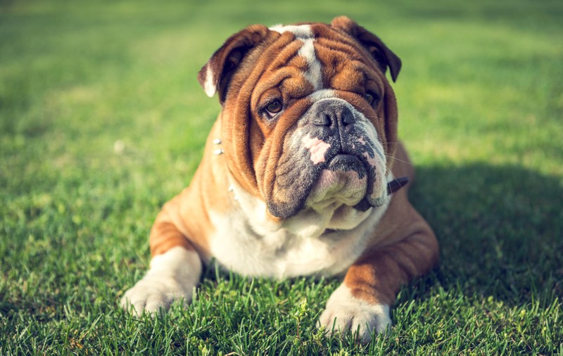Bulldog englez - personalitatea câinelui cu  riduri faciale