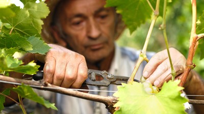 Cum se taie vița de vie