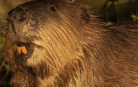 Doi castori eliberați într-o pădure din Marea Britanie au transformat spectaculos ecosistemul local în doar un an. Sursă foto: Getty Images.