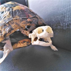 Arhiva foto