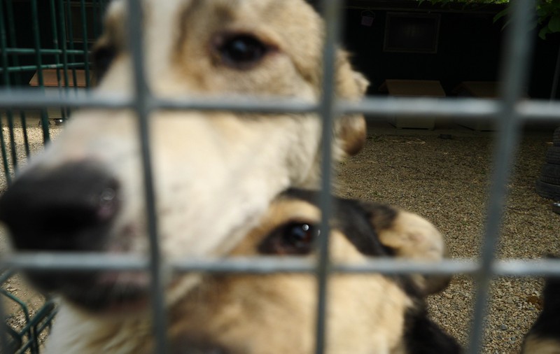 Bărbat din Olt, cercetat pentru că a ucis patru câini