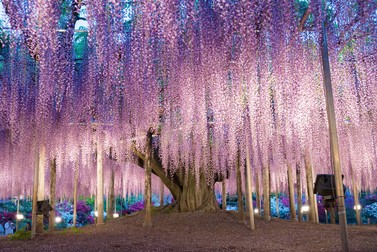Copaci interesanți - Wisteria din Ashikaga Flower Park