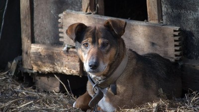 Câinii nu vor mai putea fi ținuți în lanț. Care sunt noile reguli în UE, adoptate de Parlamentul European