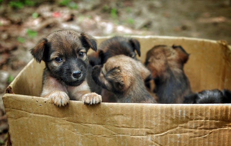 DATE OFICIALE. La fiecare doi câini adoptați din adăposturi, trei sunt lăsați pe stradă în București. „Sunt atât de multe cutii cu animale abandonate, nu vă închipuiți!”
