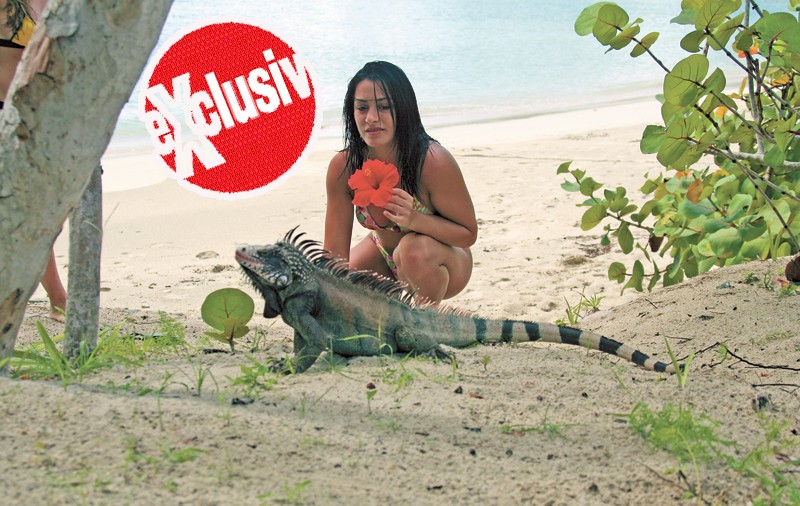 Extaziate de iguane şi de palmieri