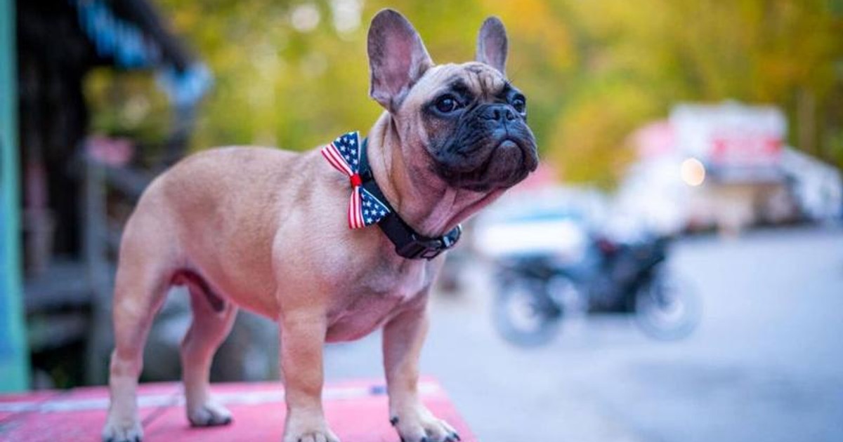 Un cățel din rasa bulldog francez, ales primar într-o localitate din SUA. ”Era atât de drăguț”