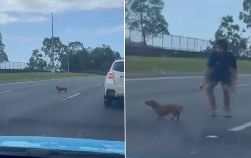 Un câine Teckel a blocat o autostradă întreagă. 8 oameni au încercat să-l prindă pe o distanță de 2 km: „Scoteați o felie de brânză și se termina drama” | VIDEO