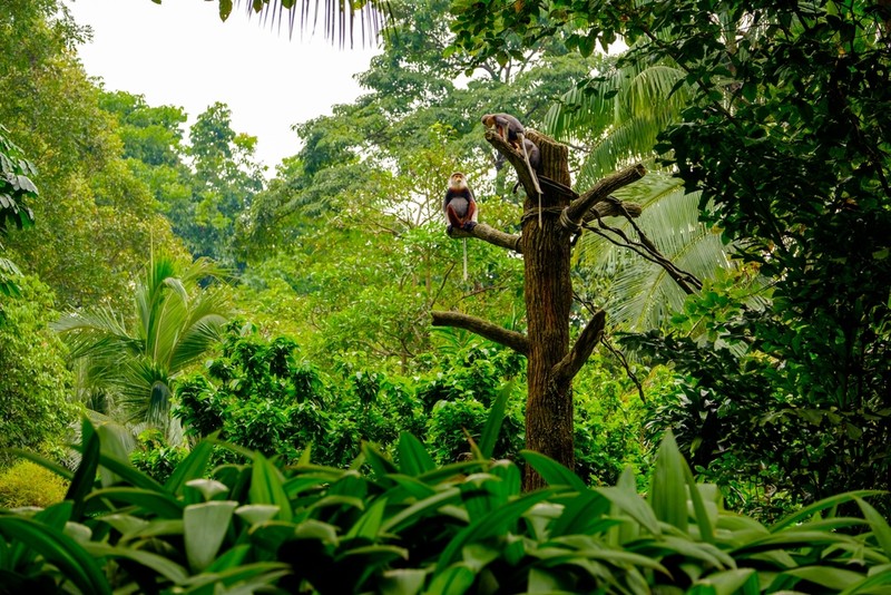 Flora si fauna in jungla