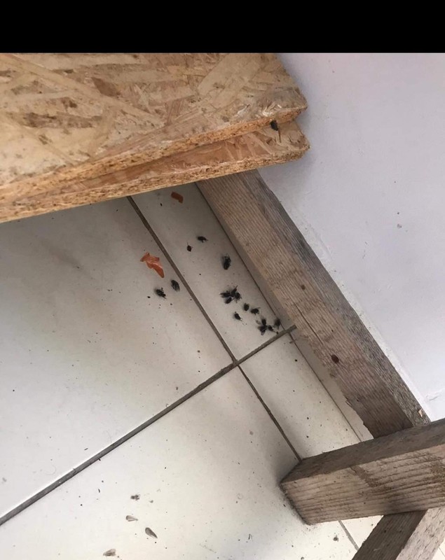 După ce au apărut imagini cu condițiile inumane de la centrul de carantină din Calafat, oamenii au fost mutați. Explicațiile primarului: ”Consilierii n-au fost de acord să-i ducem la hotelul lui Gică Popescu”