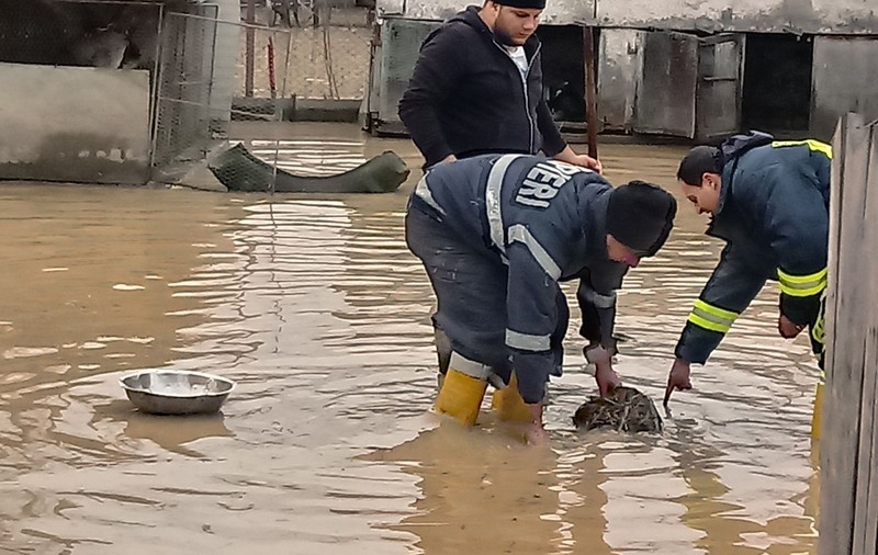 VIDEO / Mai multe gospodării au fost inundate într-o localitate din Olt