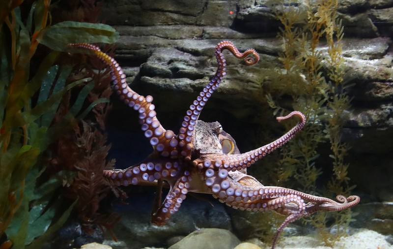 Italia eliberează zeci de mii de caracatițe în Marea Adriatică pentru a combate o specie invazivă de crab: „Mănâncă absolut tot”