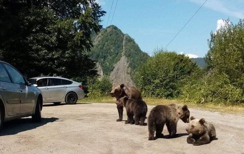Turist amendat de jandarmi cu 500 de lei, după ce a hrănit mai mulţi urşi, lângă cetatea Poenari, în Argeș