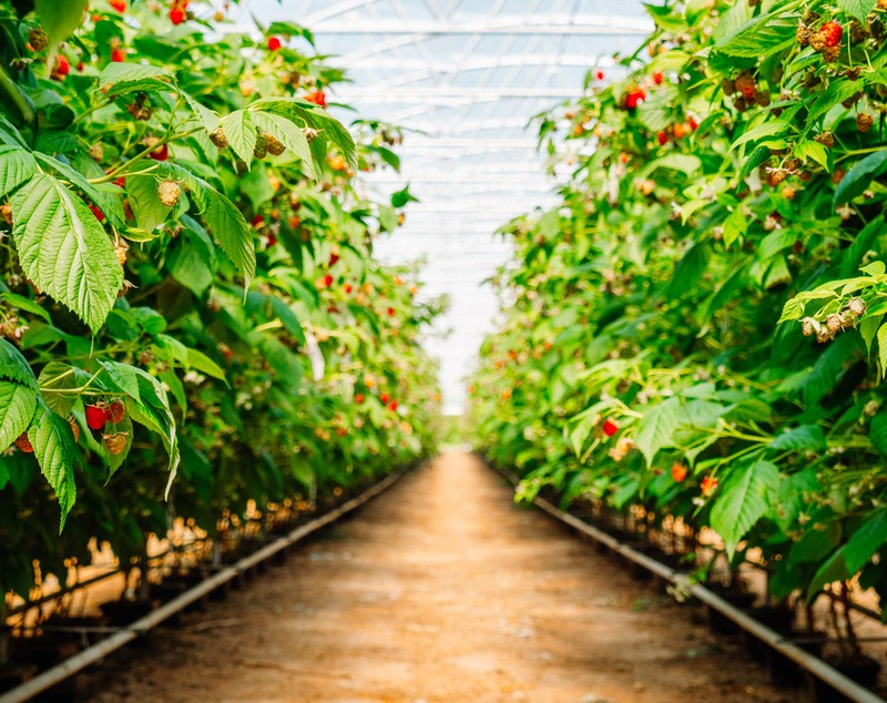 Zmeura - plantare, cultivare și îngrijire. Ce beneficii are consumul de fructe și ce rețete cu zmeură poți încerca