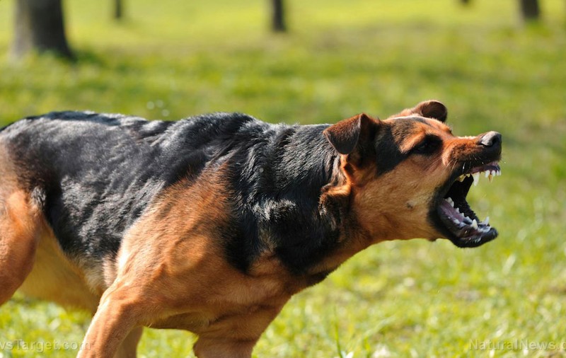 Dosar penal pentru un tânăr care şi-a asmuţit câinele să omoare un alt câine