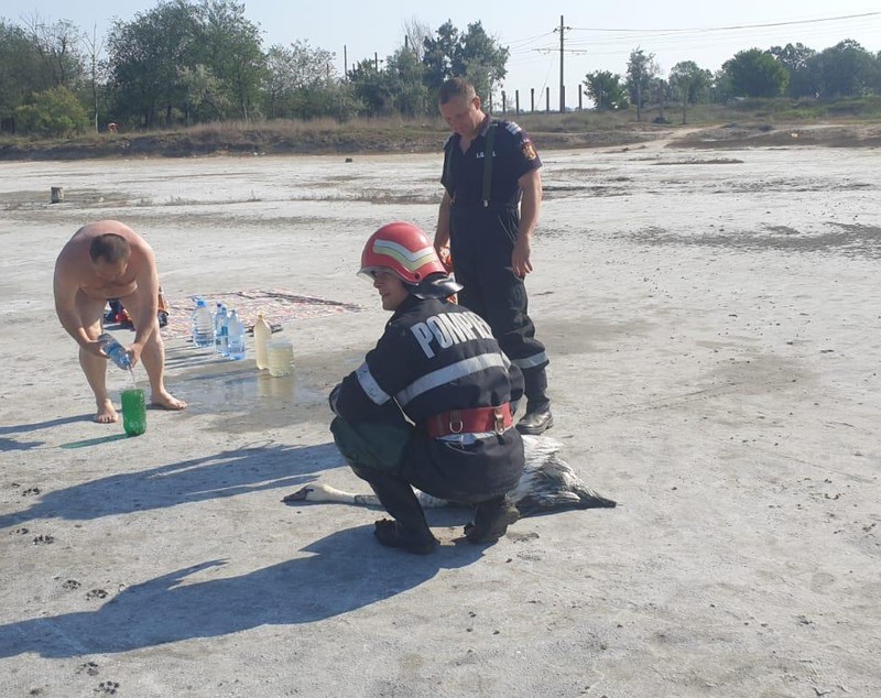 Lebădă blocată în nămolul din Lacul Sărat, salvată de pompieri