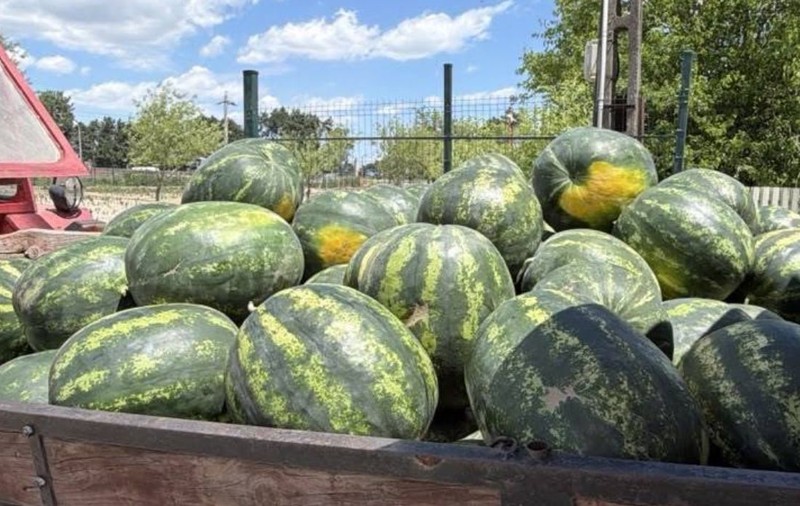 Cât costă un kilogram de pepeni de Dăbuleni în 2026. Prețul oficial anunțat de Direcția Agricolă Dolj