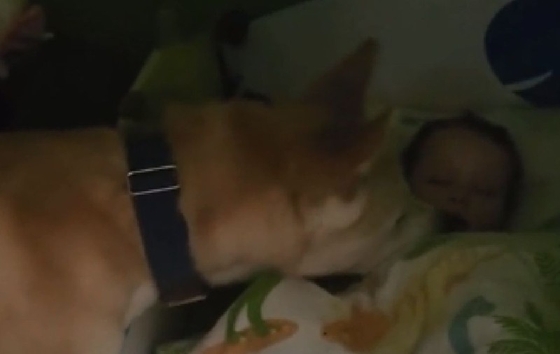 O cameră a înregistrat ce făcea un câine noaptea, după ce intra în camera în care dormea un bebeluș | VIDEO