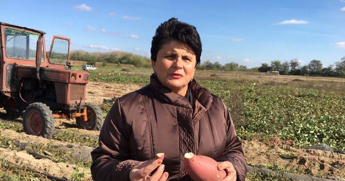 Pepenii de Dăbuleni au fost înlocuiți de cartofii dulci