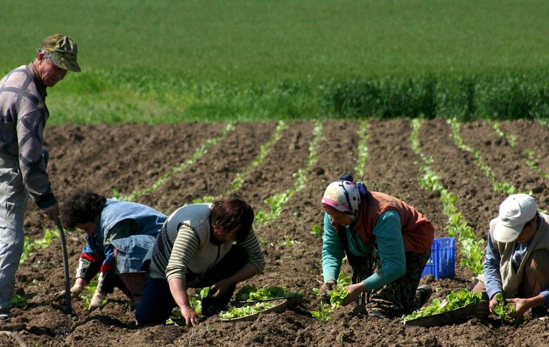 Bulgarii schimbă tutunul pe dovleci