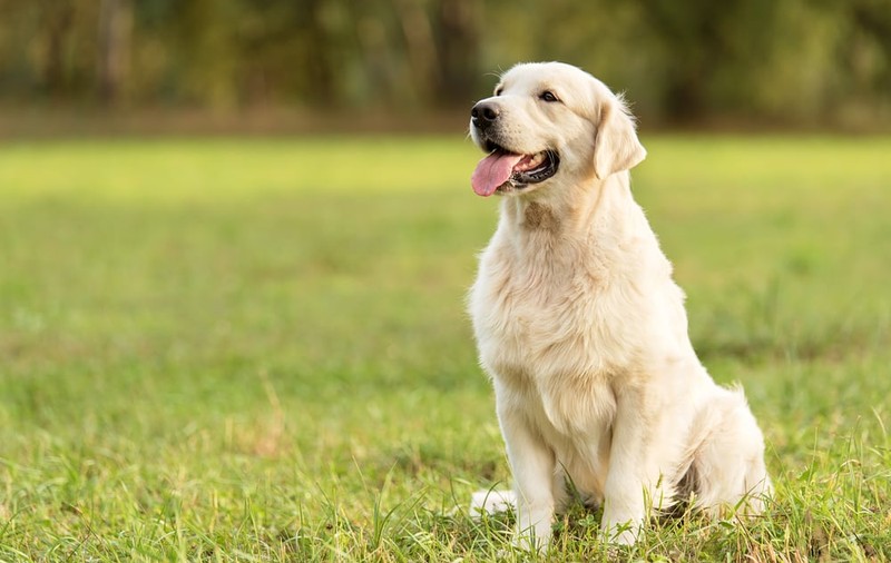 Golden Retriever - cât de ușor se dresează și ce personalitate are cel mai îndrăgit câine