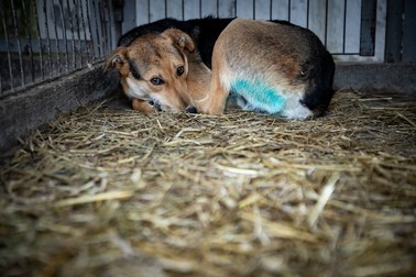 Un câine se reface după operaţia de sterilizare practicată de medicul Iacob