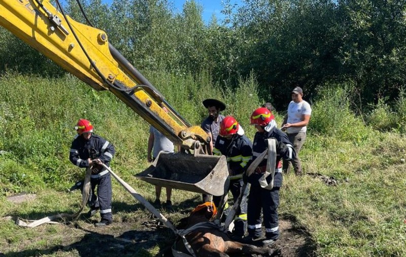 Un cal căzut într-o fântână a fost salvat de pompieri, în Sibiu