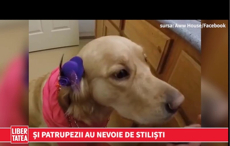 Stilist de patruped | VIDEO