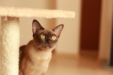 Birmaneză