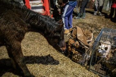 Un cal de la Măriuţa îi întâmpină în felul lui pe căţeii din Iaşi