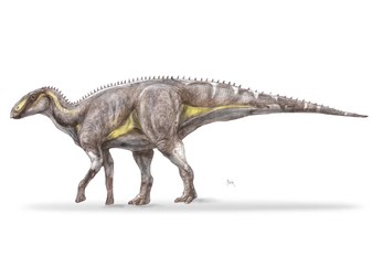 Kryptohadros kallaiae – reconstituire artistică realizată de Pecsics Tibor Foto: Universitatea din București