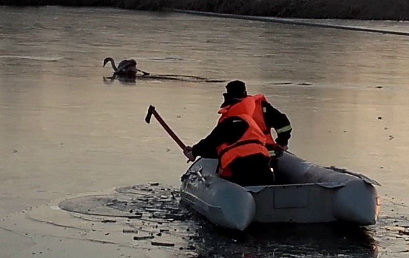 O lebădă împușcată a fost salvată de pompieri la Caracal. Operațiune inedită a militarilor pe lacul înghețat