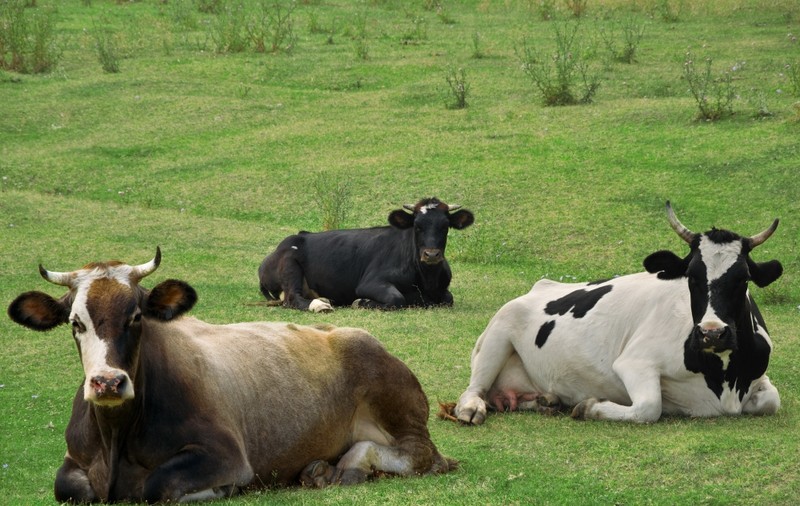 Hoţi de animale, filaţi de agenţi de la operaţiuni speciale