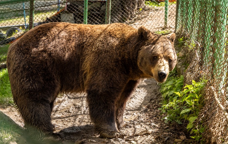 Salvați-l pe Baloo! World Animal Protection și sute de mii de oameni cer relocarea de urgență a ursului ținut captiv la Straja