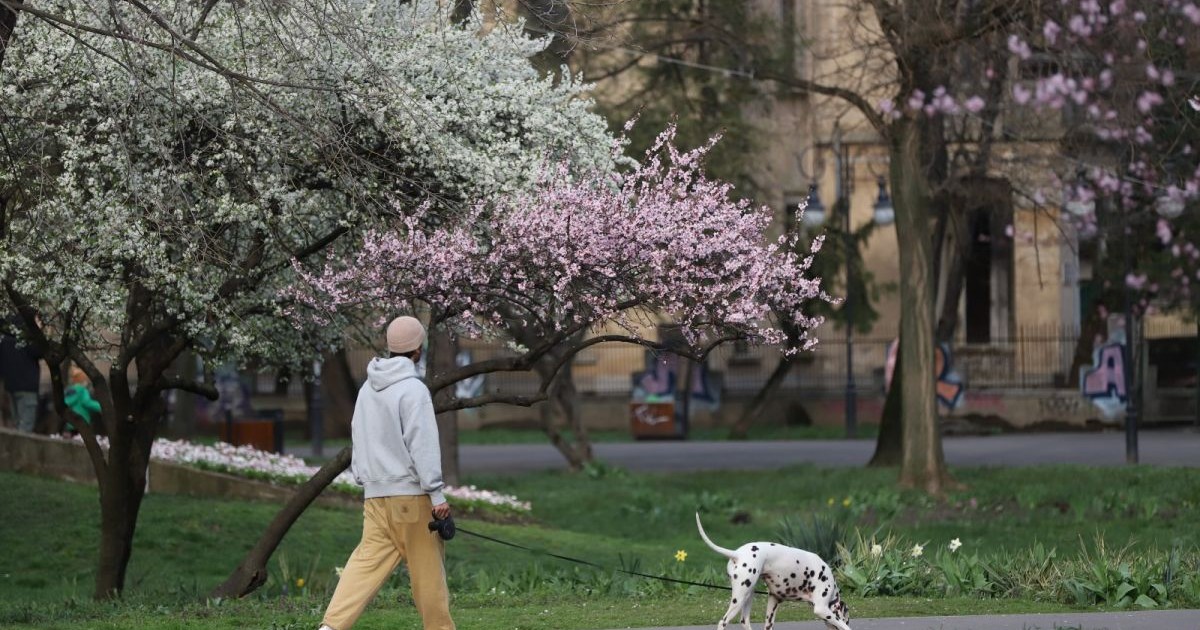 Un bărbat fotografiat cu spatele, îmbrăcat cu hanorac și căciulă, își plimbă câinele dalmațian într-un parc, iar lângă el se văd câțiva copaci cu flori roz și albe, iarbă verde și flori pe jos, în parcul Cișmigiu, București, 3 aprilie 2026