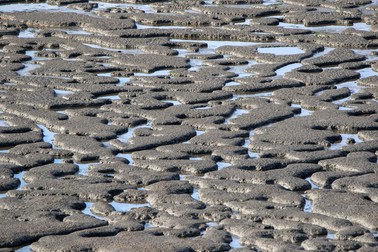 Zonă din Marea Wadden