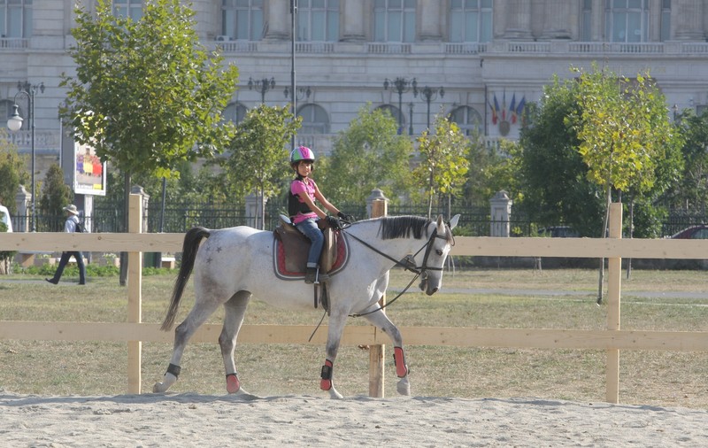 ŞASE CAI FRUMOŞI, pe lângă Palatul Parlamentului | FOTO EXCLUSIV