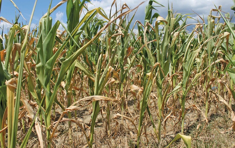 Ministrul agriculturii: "Se vor oferi sume considerabile drept despăgubiri pentru pierderile cauzate de secetă"